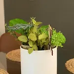 Terra Homes